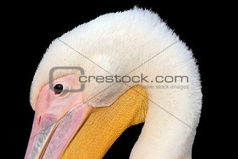 closeup of great pelican head on dark background