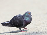 male pigeon in mating season