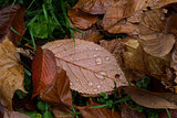 autumn leaf with drops of rain