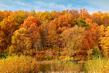 autumn forest on the bank of the river
