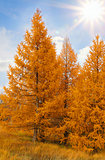 yellow autumn conifers