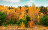 autumn forest on the bank of the river