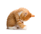 Cute Orange Kitten Bathing on White Background