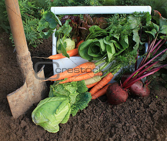 Harvest of fresh vegetables