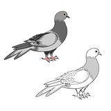 A pigeon isolated on a white background