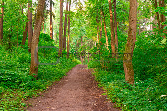 pedestrian path leads into the woods