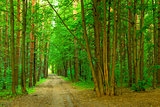 dense summer forest and the road
