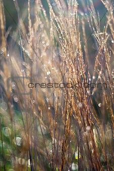 Grass. Abstract nature background