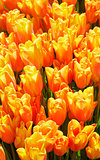 Beautiful red-yellow tulips close-up.