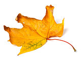 Yellow dried autumn maple-leaf on white background