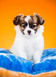 Portrait of a puppy Papillon on an orange background