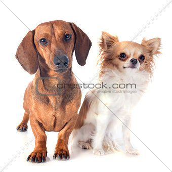 dachshund dog and chihuahua