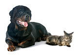 maine coon kitten and rottweiler