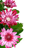 Pink Chrysanthemum