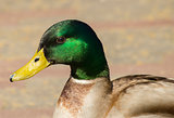 head of a duck