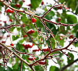 Icicles on apple tree in snowy autumn weather