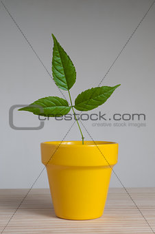 young plant in  clay pot.