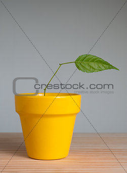 Plant with one leaf