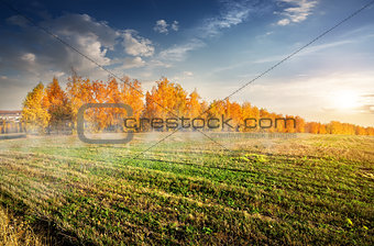 Autumn forest and field