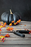 Black colored pumpkin with berries and scissors