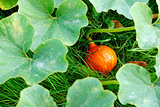 pumpkin in the grass