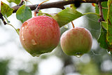 apples on the branch
