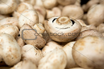 Organic Mushrooms