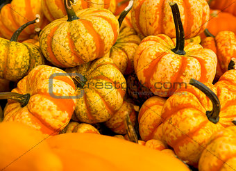 Organic Pumpkins