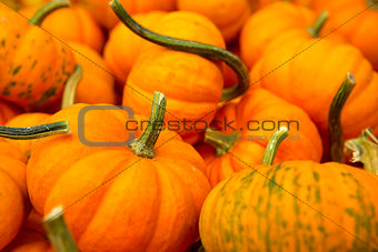 Organic Pumpkins