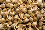 Organic Garlics