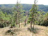 Forest clearing in the forest on the mountain 