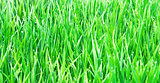 Fresh green grass with water droplet