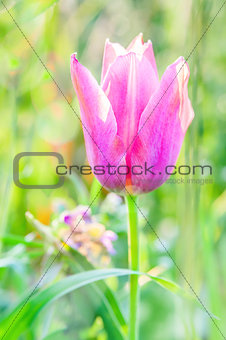 Little pink tulip.