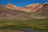 Wetland in the Atacama