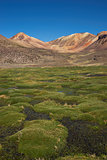 Wetland in the Atacama