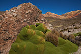 Green Plants in the Atacama Desert