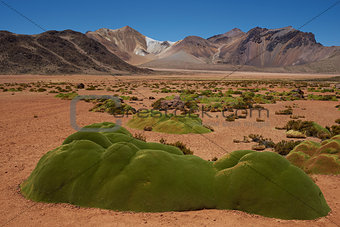 Cushion Plants in the Atacama