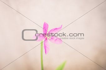 Pink flower vintage