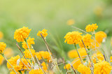 Marigolds or Tagetes erecta flower