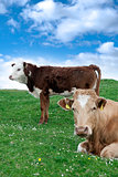 Irish cattle feeding on the green grass