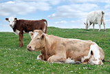 Irish cattle feeding on the lush green grass