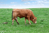 lone bull feeding on the green grass