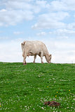 lone cow feeding on the green grass