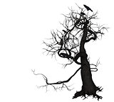 Crow Tree