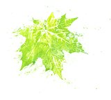 Imprint of Maple Leaf