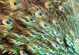 Bird feathers. Peacock