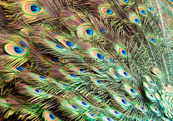Bird feathers. Peacock