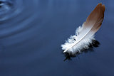 Feather On Water