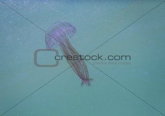 Jellyfish: Pelagia noctiluca