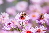 Bee on purple flower collect honey